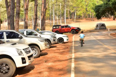 Orman manzarasında gün batımında Doğal yeşil ağaçla. Orman. Güzel Manzara.