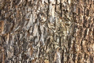 Ağaç kabuğu dokusu, ağaç deseni. arka planda güzel kabuk deseni.