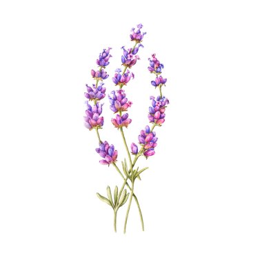 Beyaz arka planda bir demet lavanta çiçeği