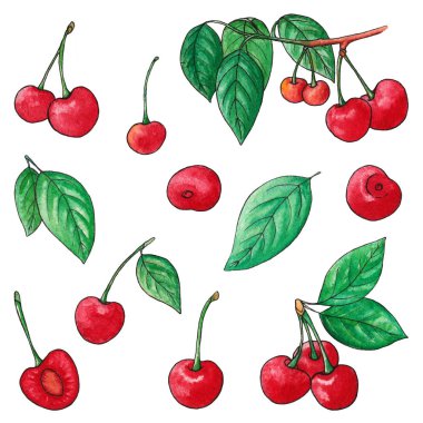 Kiraz suluboya çizimler ayarlayın. Beyaz arka plan üzerinde elle çizilmiş öğeler. Meyvelerin izole suluboya krokisi. Yapraklı kiraz dalları. Botanik illüstrasyon.