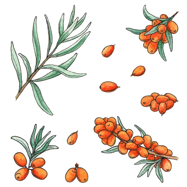 Hand drawn watercolor illustration set of sea buckthorn isolated elements on white background. Isolated watercolor berry sketch.  Branch of sea buckthorn with leaf. Botanical illustration.For cosmetic  and tea package design, medicinal herb, treati
