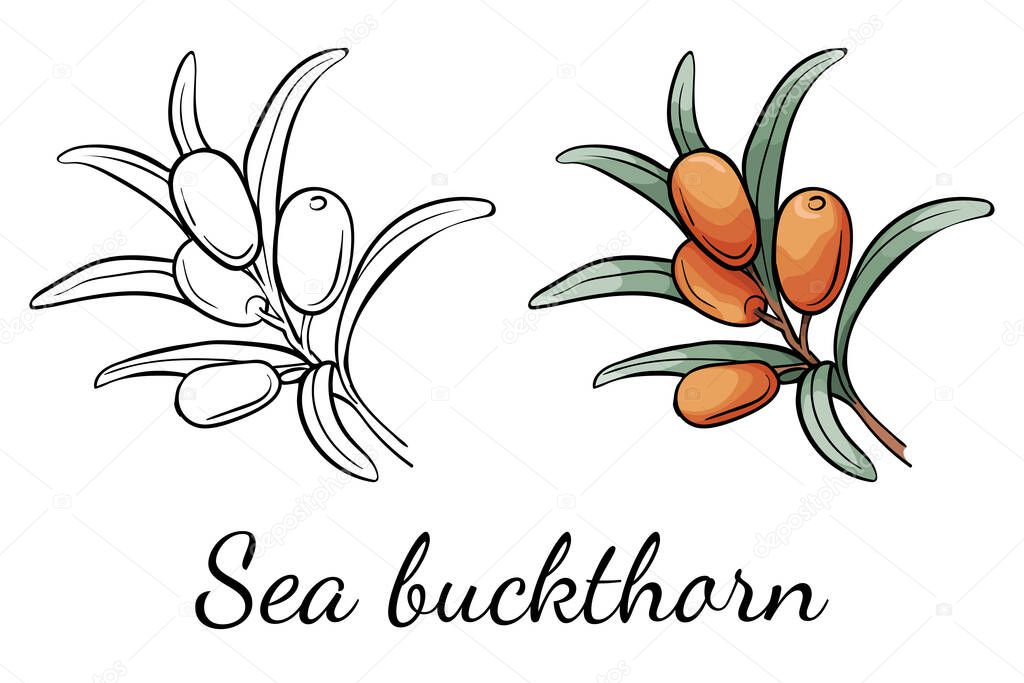 Sea buckthorn. Outline and cartoon vector. Isolated elements on white background. Color and black and white icon