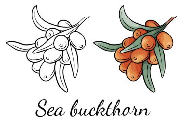 Dikenli deniz. Taslak ve çizgi film vektörü. Beyaz arka planda izole elementler. Renk ve siyah ve beyaz simge