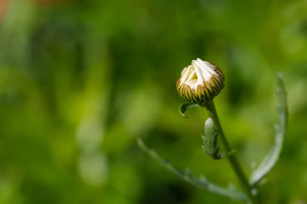 Flower Starting Bud Garden — Stock Photo, Image