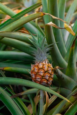 Tarlada yetişen ananaslar. Toplanmaya ve yenmeye hazır.