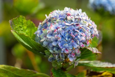 Maui adasında tarlada büyüyen Mophead Hydrangea yakın