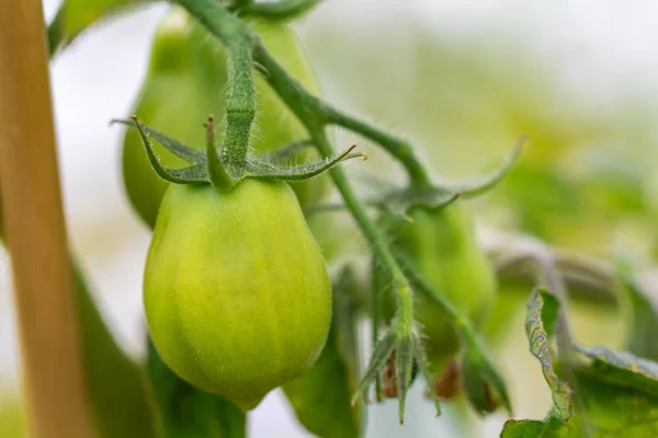 Tomatoes Growing Garden Stock Photo