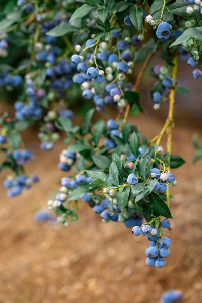 畑の茂みに育つブルーベリー — ストック写真