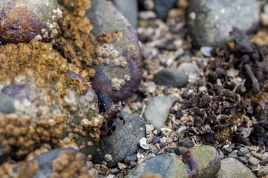 Kayaların etrafında sürünen plaj craps