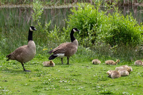 小さな池の草の上のガチョウ — ストック写真