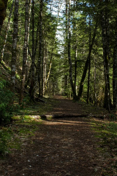 Caminho Floresta Para Caminhadas — Fotografia de Stock