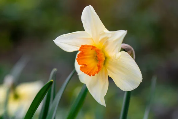 Jonquille Poussant Dans Lit Jardin — Photo