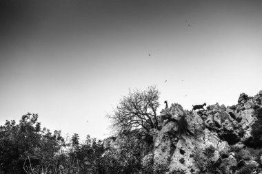 Keçi düşük açılı görünüş Hill, Crete, Yunanistan