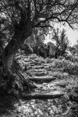 Ağacın yanındaki patika karşı hill, Crete, Yunanistan