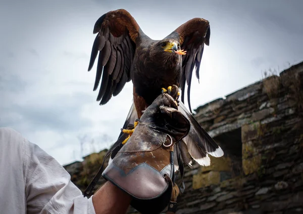 Eagle Neerstrijken Male Hand België — Stockfoto