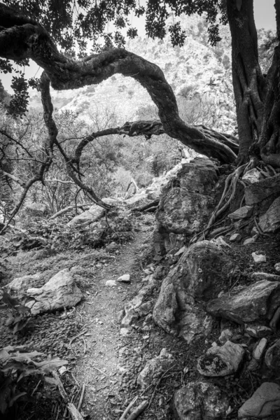 Árbol Junto Sendero Contra Colina Creta Grecia —  Fotos de Stock