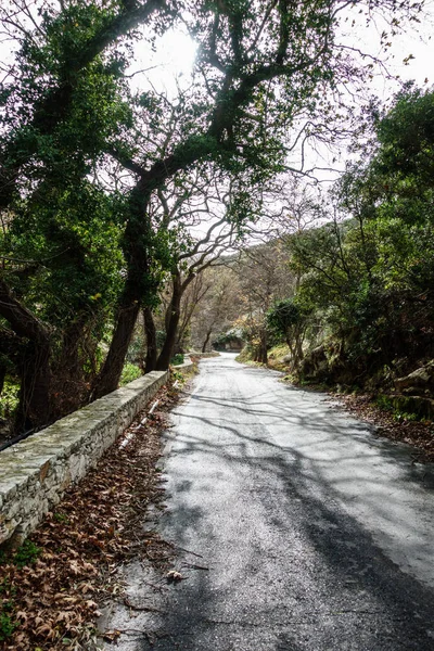 Blick Auf Lange Straße Inmitten Von Bäumen Griechenland — Stockfoto