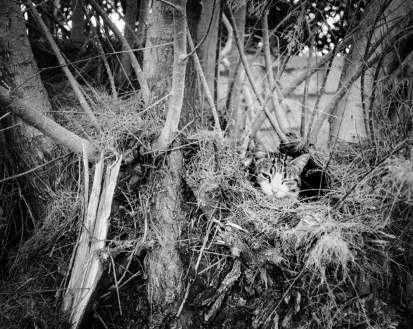 View of cat in nest looking at camera, black and white