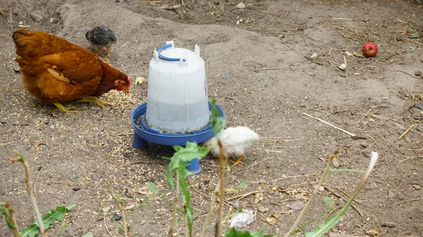 在农场喂养的 Hen France — 图库照片