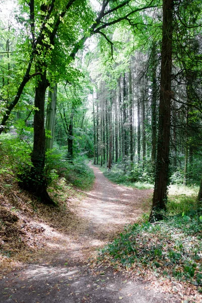 Vista Panorámica Árboles Densos Bosque Bélgica — Foto de Stock
