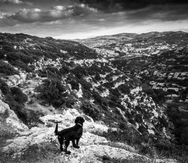 Alert dog on mountain in Crete, Greece