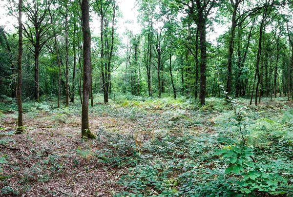 Malebný Pohled Stromů Lese Francie — Stock fotografie