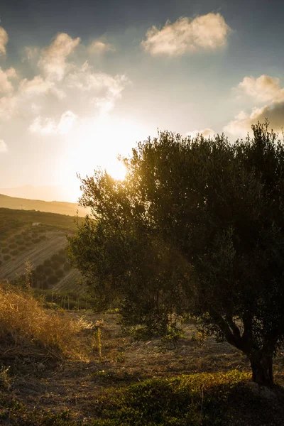 Doğal Manzara Sırasında Günbatımı Crete Yunanistan — Stok fotoğraf