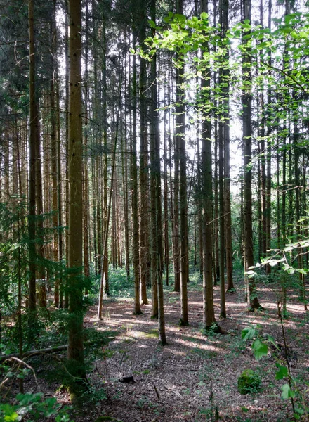 Щільні Дерева Лісі Бельгія — стокове фото