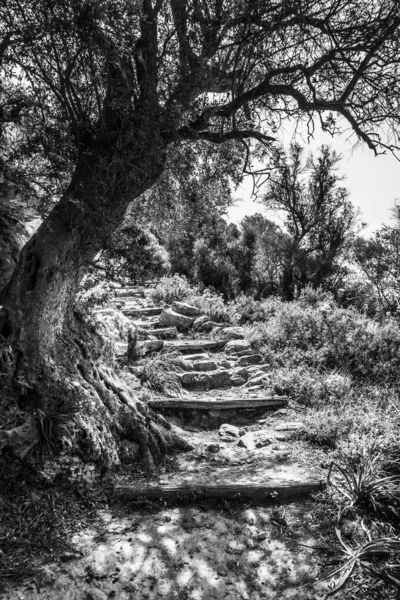 Δέντρο Δίπλα Από Μονοπάτι Εναντίον Hill Κρήτη Ελλάδα — Φωτογραφία Αρχείου