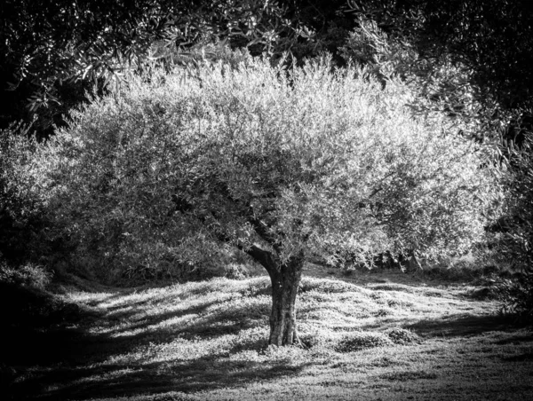 Вид Дерева Пишною Листям Фоновому Режимі Восени Греція — стокове фото
