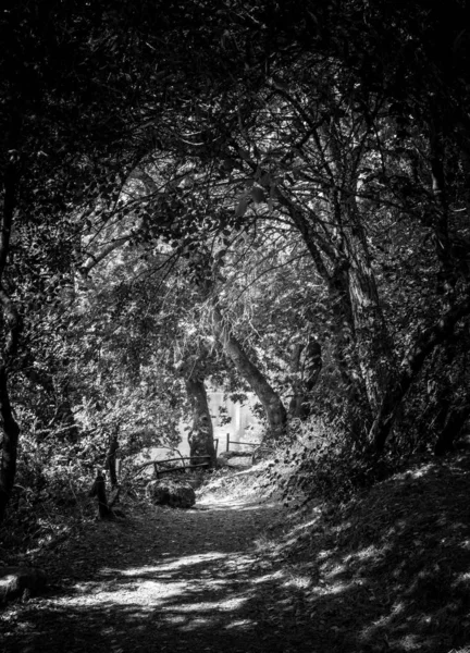 Camino Tierra Través Los Árboles Bosque Creta Grecia — Foto de Stock