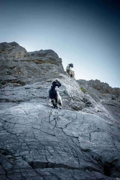 Goats Climbing Hill Crete Greece — Stock Photo, Image