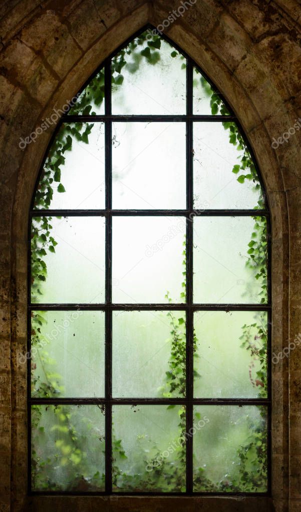 Old window with creeper plant, Belgium