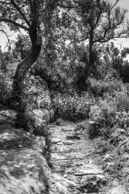 Ülkede yol ortasında gür yapraklar görünümünü 