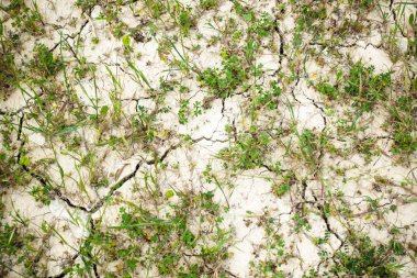 Crete, Yunanistan, Avrupa kırık karada bitkileri üstten görünüm