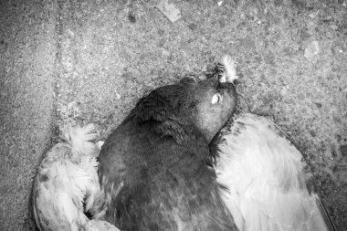 Güvercin, Girit, Yunanistan, Avrupa'nın en iyi görünümü