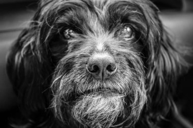 Köpek yakın çekim, siyah ve beyaz