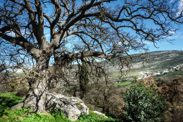 View Bare Tree Mountainous Region Crete Greece Europe — Stock Photo, Image