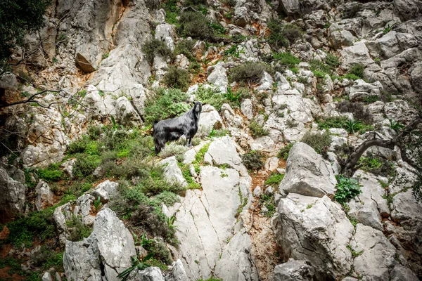 Blick Auf Schafe Auf Einem Hügel Bei Beton Griechenland — Stockfoto