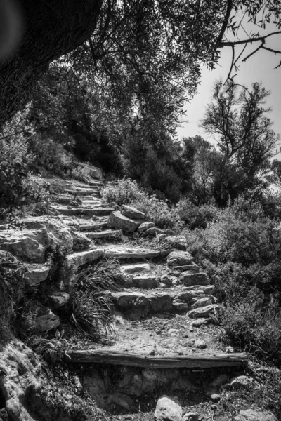 Χαμηλή Γωνία Προβολής Των Βημάτων Περιβάλλεται Από Δάσος Στην Κρήτη — Φωτογραφία Αρχείου