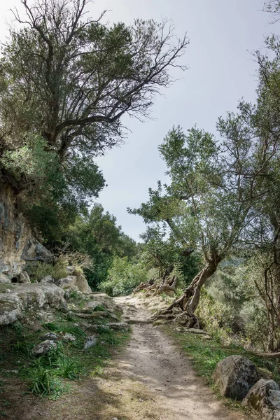 View Country Road Amidst Woodland Crete Greece Europe — Stock Photo, Image