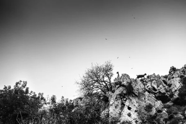 Vista Angolo Basso Della Capra Sulla Collina Creta Grecia — Foto Stock