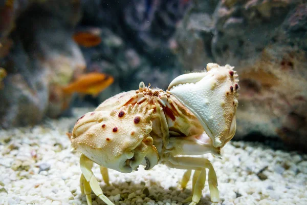 希腊克里特岛海底螃蟹 — 图库照片