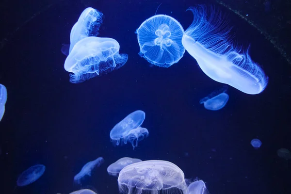 Grupo Medusas Água Creta Grécia — Fotografia de Stock