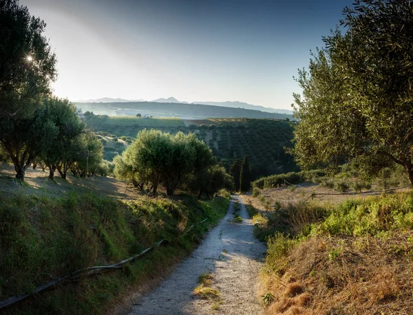 Largo Tramo Carretera Rural Que Conduce Campos Verdes — Foto de Stock