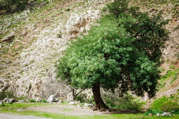 Árbol Contra Colina Creta Grecia — Foto de Stock