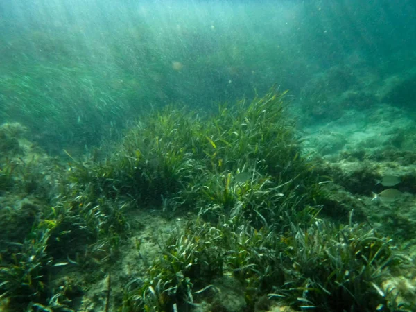 Alghe Marine Subacquee Nell Oceano Attenzione Selettiva — Foto Stock