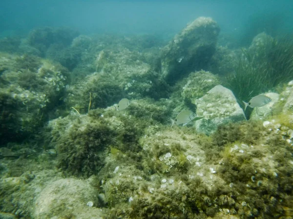 Alghe Marine Subacquee Nell Oceano Attenzione Selettiva — Foto Stock