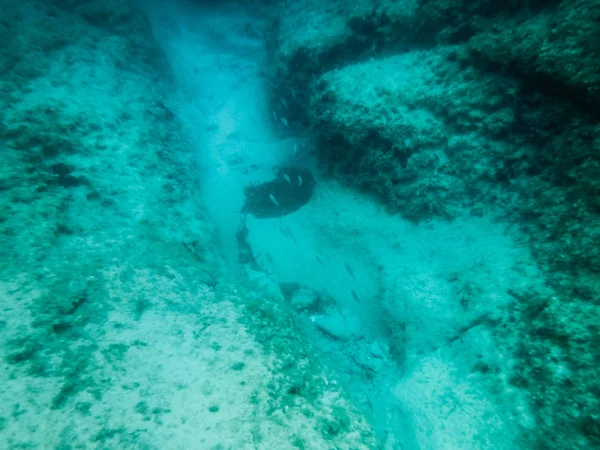 Alghe Sottomarine Nell Oceano Isole Greche — Foto Stock