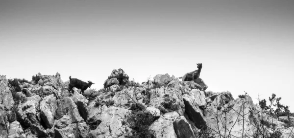 Low Angle View Mountain Goats Rocks Crete Greece Europe — Stock Photo, Image